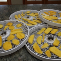 Step 3 - Place mango slices on Dehydrator trays