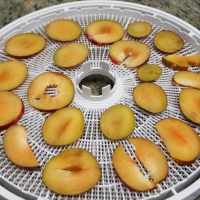 Step 3 - Place plum slices on dehydrator trays