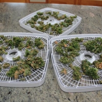 Step 4 - Place on coated kale on dehydrator trays